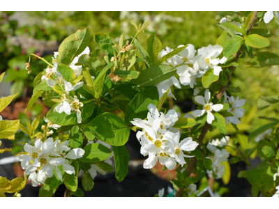 Exochorda serratifolia