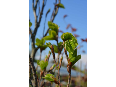 Fagus sylvatica