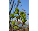 Fagus sylvatica Dawyck