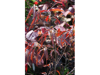 Fagus sylvatica