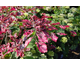 Fagus sylvatica Tricolor (Purpurea Tricolor)