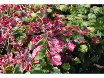 Fagus sylvatica