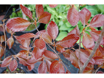 Fagus sylvatica