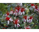 Feijoa sellowiana (Acca sellowiana)