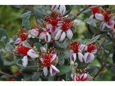 Feijoa sellowiana (Acca sellowiana)