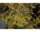 Forsythia Marée d'Or ®