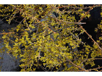 Forsythia