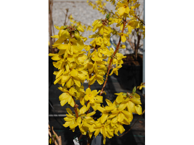 Forsythia x intermedia