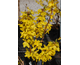 Forsythia x intermedia Goldrausch