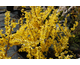 Forsythia x intermedia Week-End ®