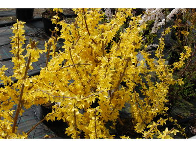 Forsythia x intermedia