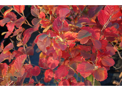 Fothergilla major