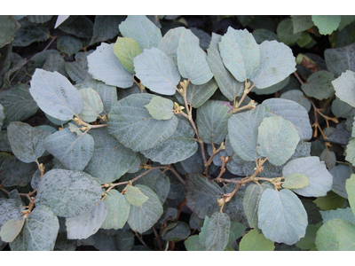 Fothergilla major