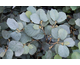 Fothergilla major