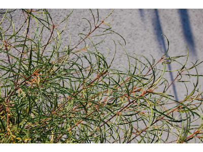 Frangula alnus (Rhamnus frangula)