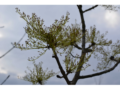 Fraxinus excelsior