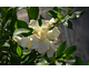 Gardenia jasminoides Celestial Star