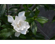 Gardenia jasminoides Fool Proof
