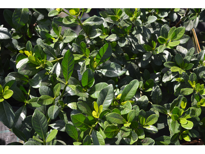 Gardenia jasminoides