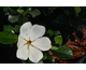 Gardenia jasminoides