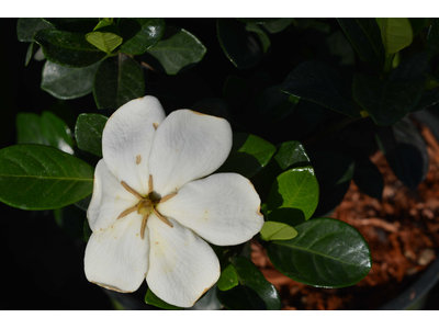 Gardenia jasminoides