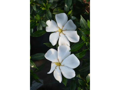 Gardenia jasminoides