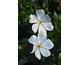 Gardenia jasminoides