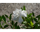 Gardenia jasminoides