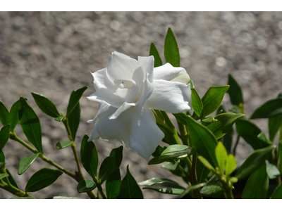 Gardenia jasminoides