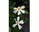 Gardenia jasminoides Sweet Star