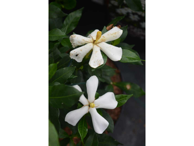 Gardenia jasminoides