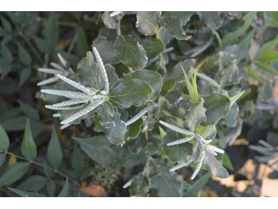 Garrya elliptica