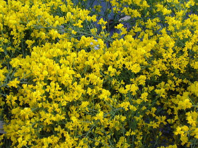 Genista lydia
