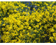 Genista lydia 