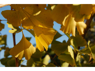 Ginkgo biloba