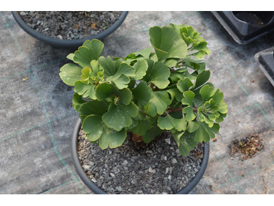 Ginkgo biloba