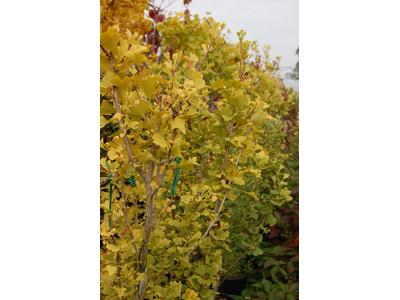 Ginkgo biloba