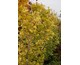 Ginkgo biloba Menhir