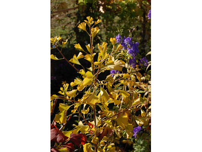 Ginkgo biloba