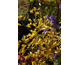 Ginkgo biloba Tit