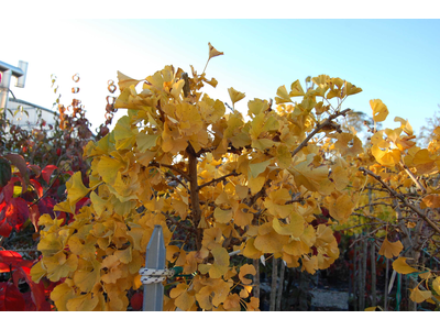 Ginkgo biloba