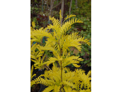 Gleditsia triacanthos