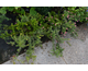 Grevillea rosmarinifolia None