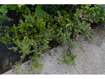 Grevillea rosmarinifolia