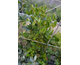 Griselinia littoralis Green Horizon