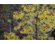 Hamamelis intermedia Arnold Promise