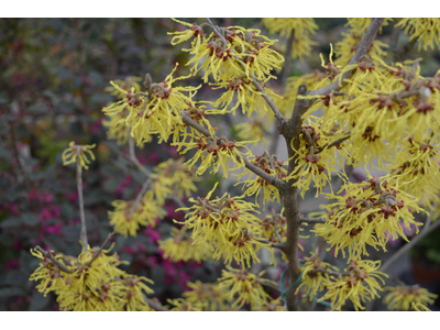 Hamamelis intermedia