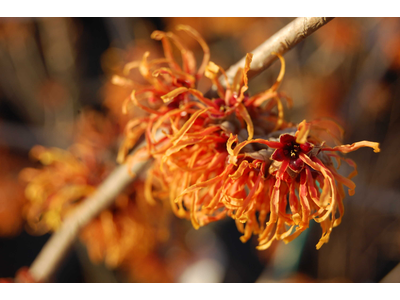 Hamamelis intermedia