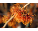 Hamamelis intermedia