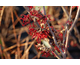 Hamamelis intermedia Ruby Glow
